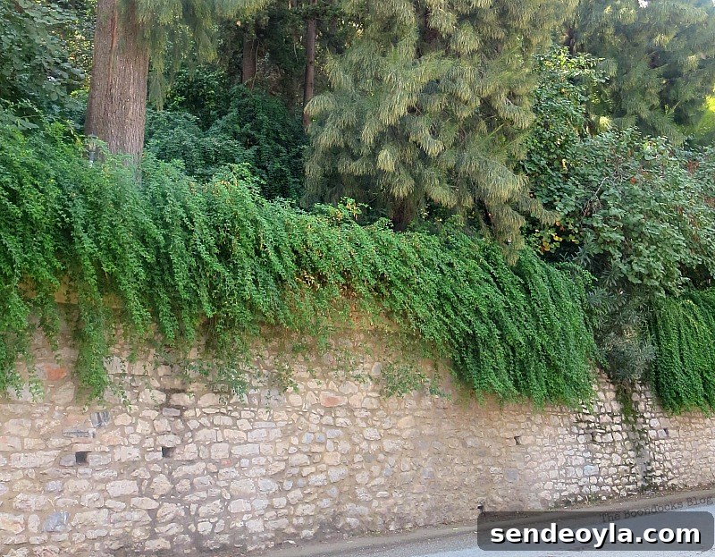 Wall with foliage, Old Stone Buildings on the Waterfront www.theboondocksblog.com