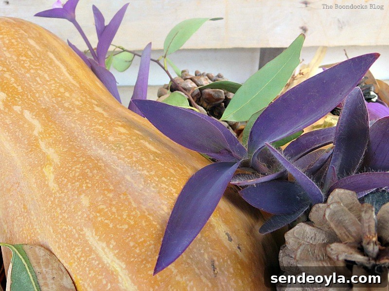 Close-up of purple heart wandering jew plants, Easy DIY Fall Eucalyptus Vignette www.theboondocksblog.com