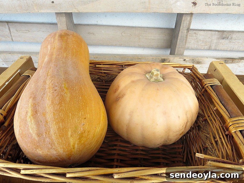 Adding the pumpkins, Easy DIY Fall Eucalyptus Vignette www.theboondocksblog.com