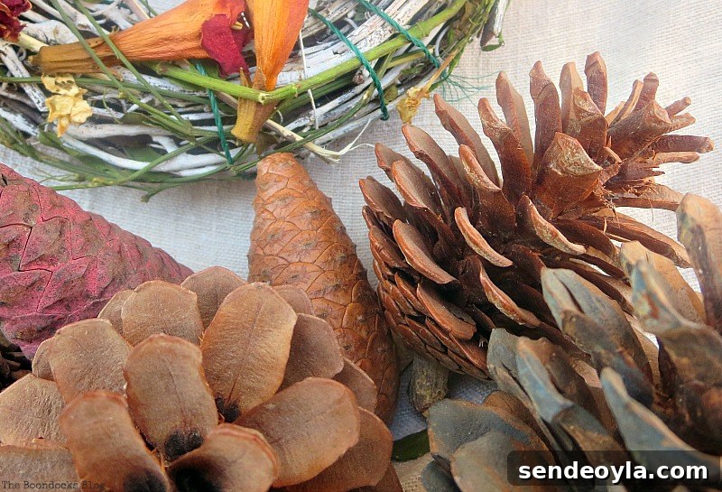 Pine cones