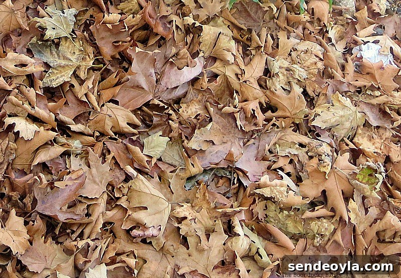 Fall leaves