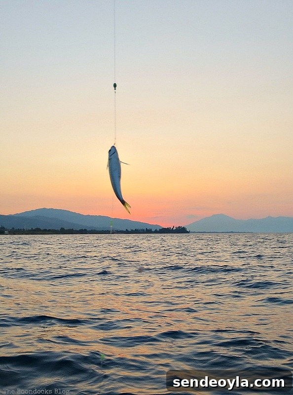 A fish caught in front of the sunset, A Boat Ride into the Sunset www.theboondocksblog.com