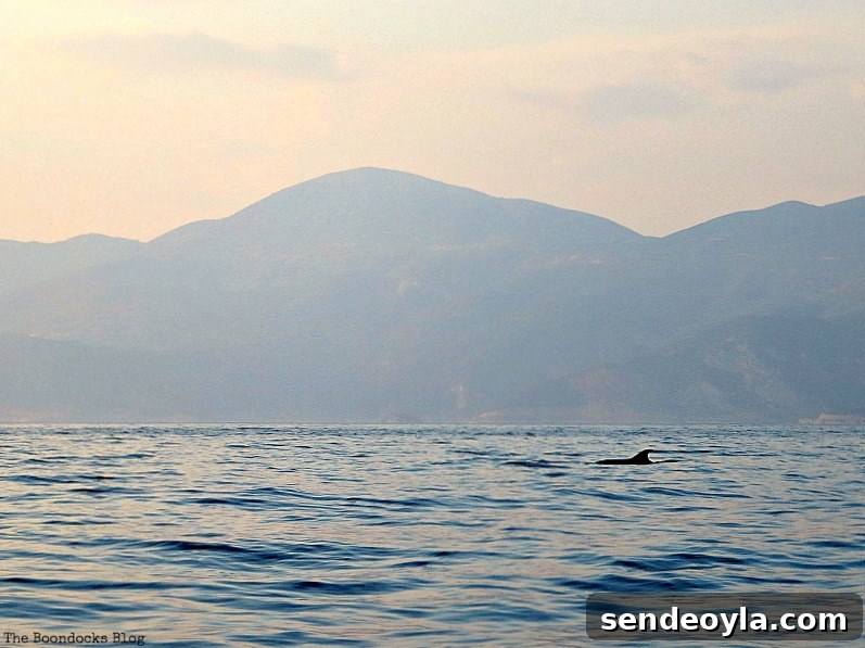 Visiting dolphins in the bay, A Boat Ride into the Sunset www.theboondocksblog.com