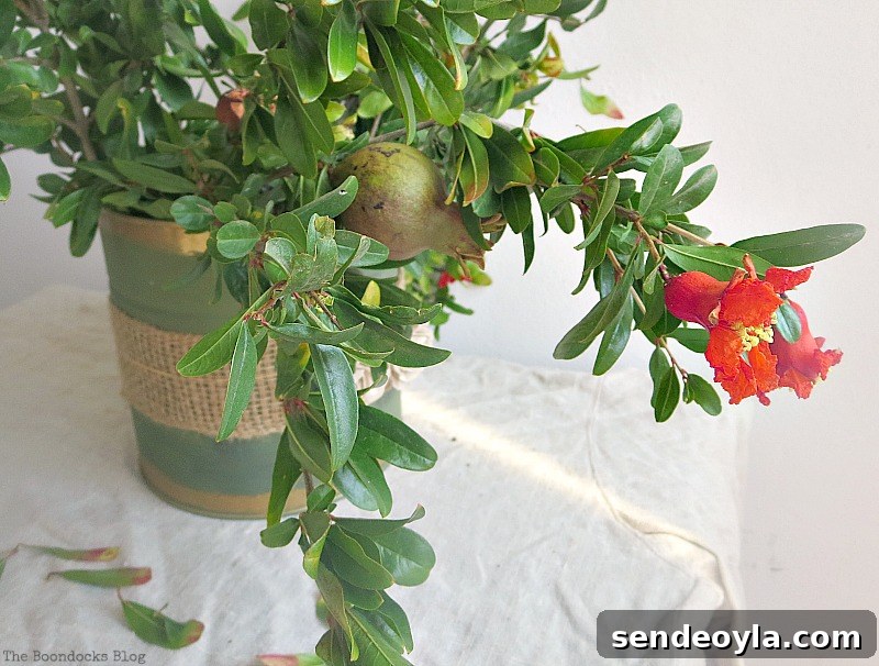 The pomegranate on the branch