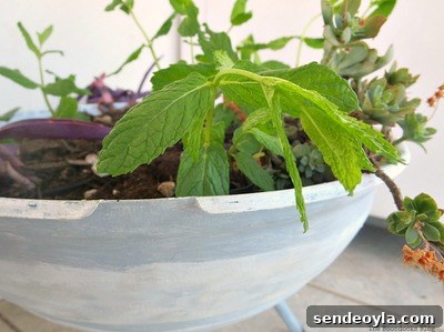 DIY Father's Day Photo Display Ideas 15 Grilling the Plants