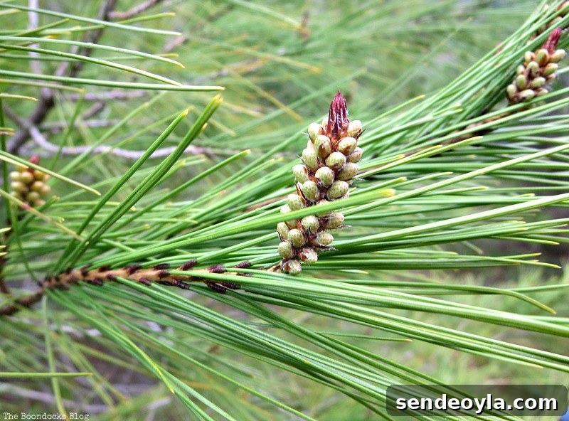 Nature photo, Between the lines - the boondocks blog