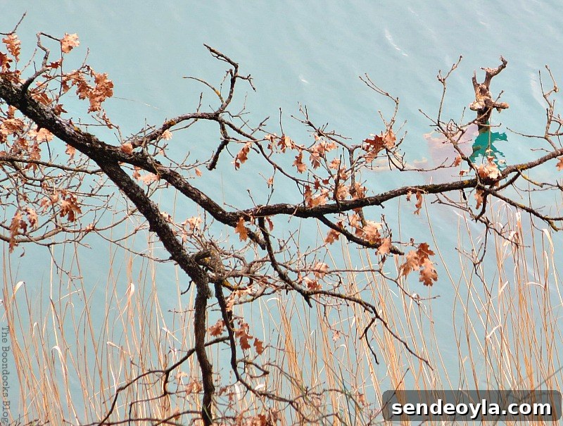 Branch over the lake, Between the lines - the boondocks blog
