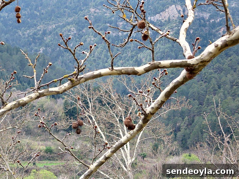 Branch in front of mountains Between the lines - the boondocks blog