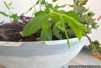 Earth Day Grilling: Plant-Based BBQ Recipes