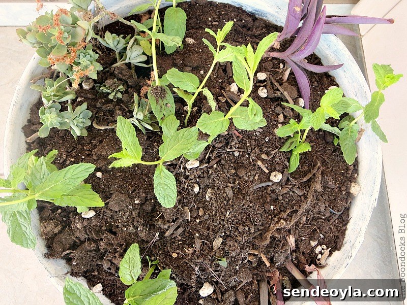 Using a grill as a planter , Grilling the plants for Earth Day www.theboondocksblog.com