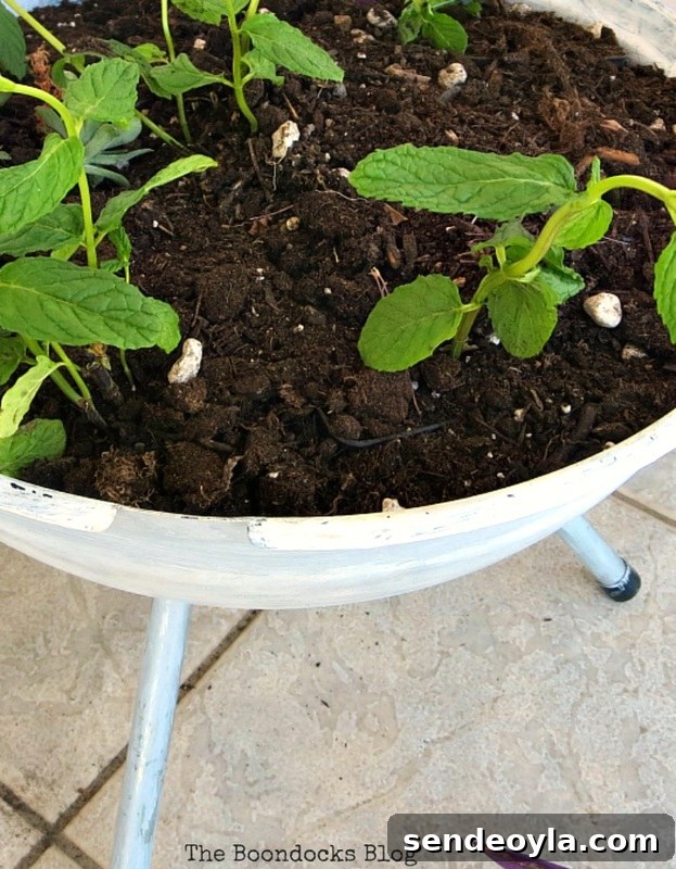 Earth Day Grilling: Plant-Based BBQ Recipes 15 Using a grill as a planter , Grilling the plants for Earth Day www.theboondocksblog.com