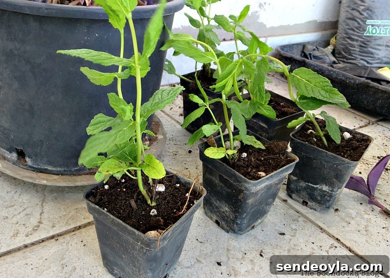 plants to be planted in grill , Grilling the plants for Earth Day www.theboondocksblog.com