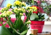 Spring Flowers in Greece: International Bloggers Club Challenge