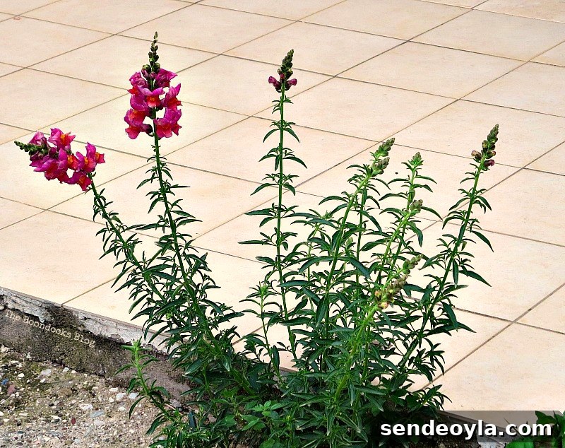 Flowers for Spring in Greece Int'l bloggers club challenge www.theboondocksblog.com