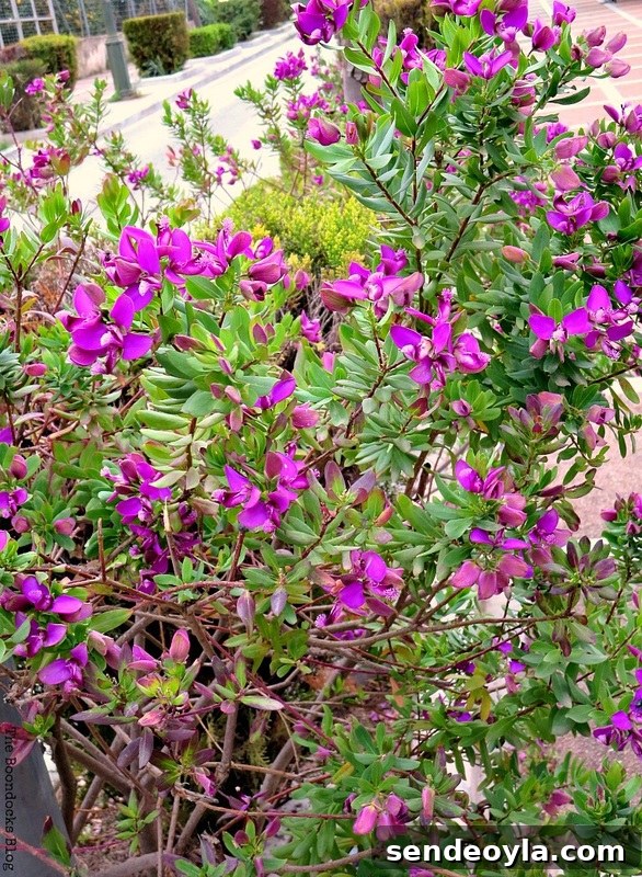 Flowers for Spring in Greece Int'l bloggers club challenge www.theboondocksblog.com