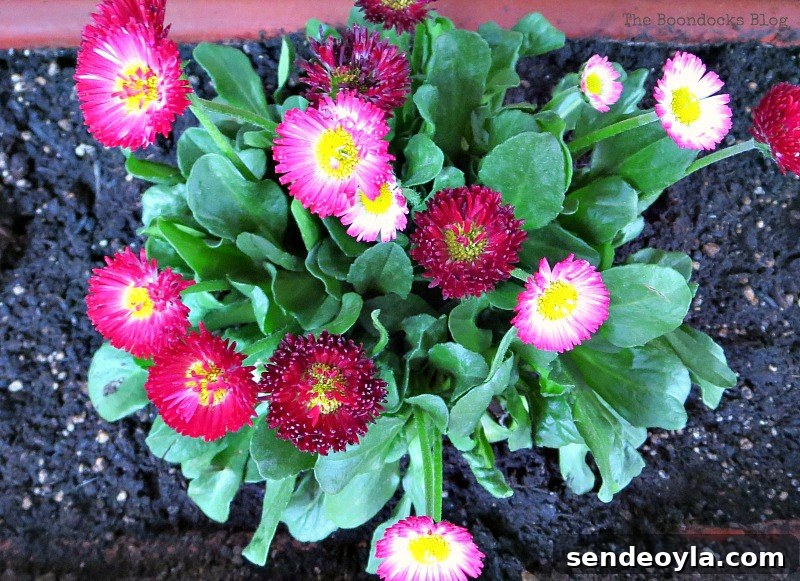 Flowers for Spring in Greece Int'l bloggers club challenge www.theboondocksblog.com