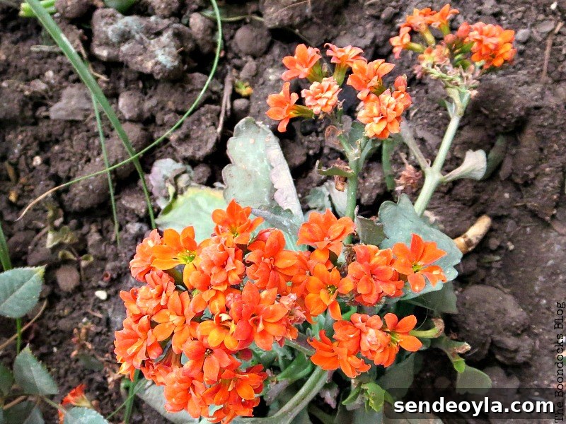Floers for Spring in Greece Int'l Bloggers Club Challenge  www.theboondocksblog.com