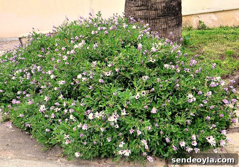 Flowers for Spring in Greece Int'l bloggers blog challenge www.theboondocksblog.com