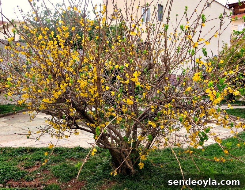 Flowers for Spring in Greece Int'l bloggers club challenge www.theboondocksblog.com