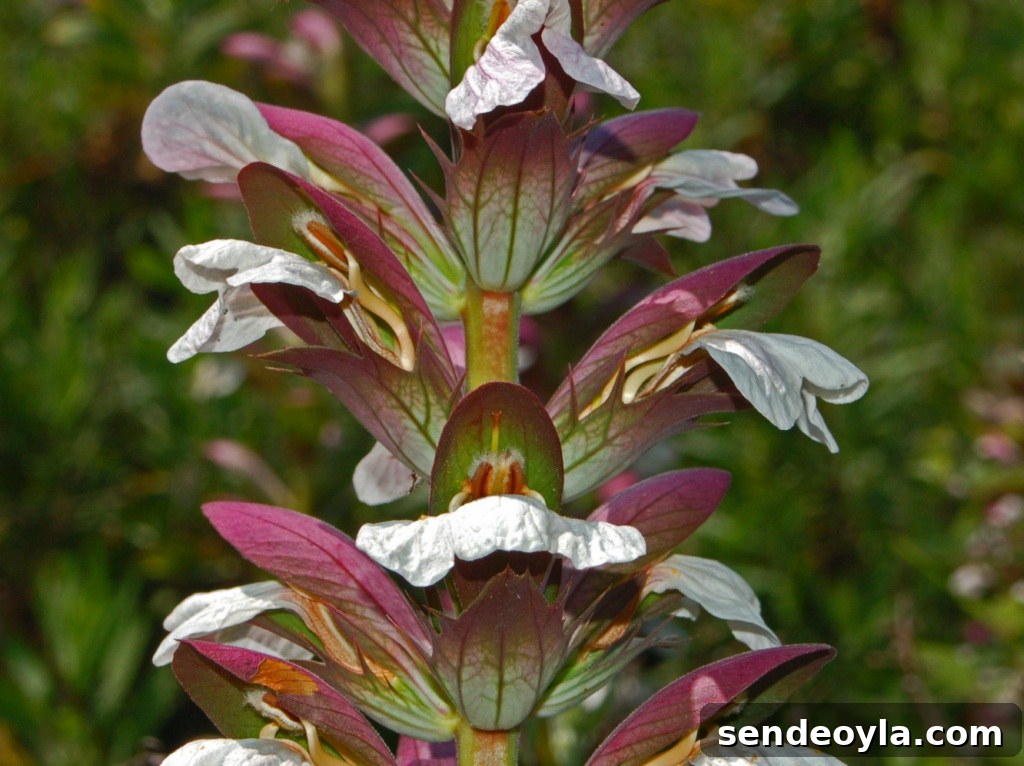 Bear's Breeches or Akanthos flower 