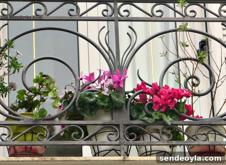 flowers on balcony - Flowers of Spring in Greece Int'l Bloggers Club Challenge www.theboondocksblog.com