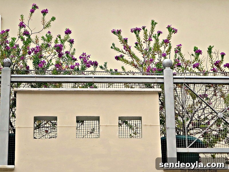 Flowers on balcony, Flowers for Spring in Greece Int'l Bloggers Club Challenge www.theboondocksblog.com
