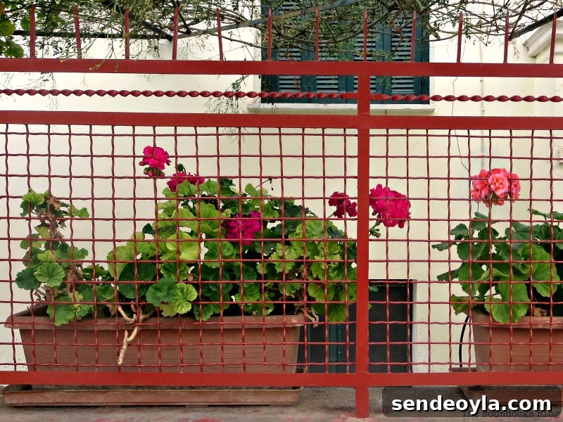 Planters on fence Flowers for Spring in Greece It'l Bloggers Club Challenge www.theboondocksblog.com