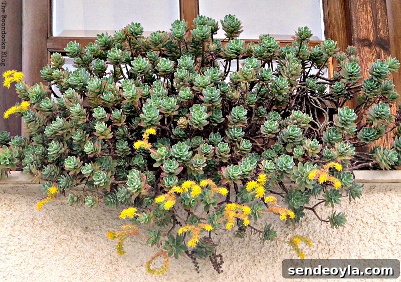 planters on ledge Flowers for Spring in Greece Int'l Bloggers Club Challenge www.theboondocksblog.com