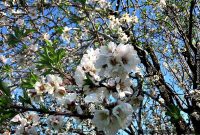 How to Make a Spring Almond Blossom Wreath
