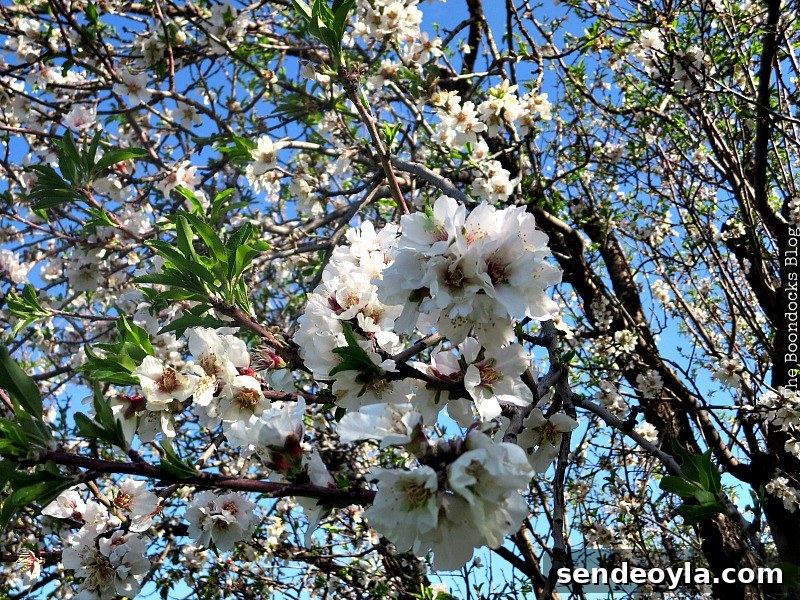 Almond tree inspiration