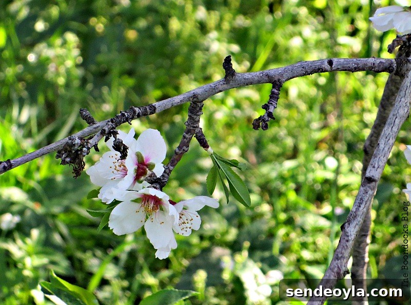 Almond flower