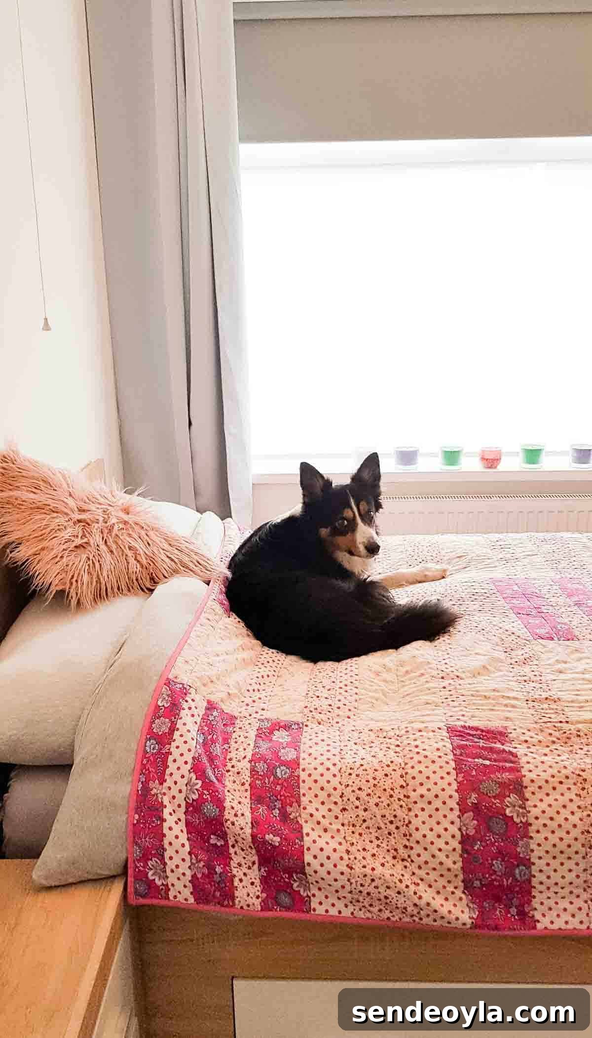 Border collie dog laying on a bed with a tempur mattress