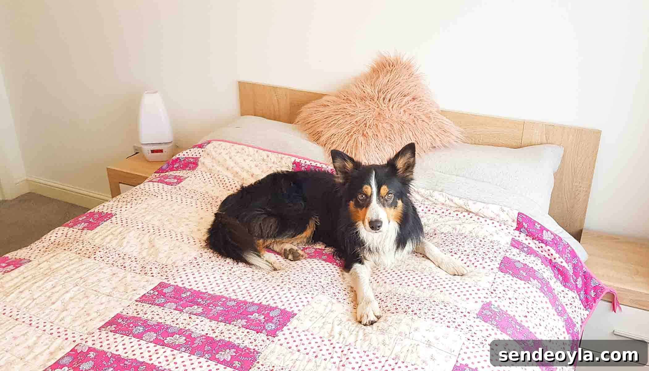 Border collie laying on a bed with a patchwork quilt