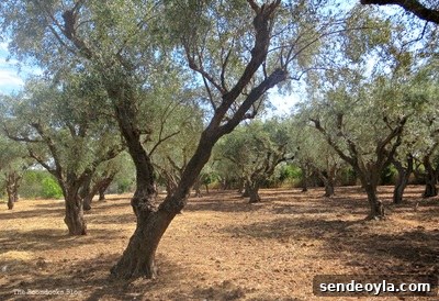 The Tenacious Olive Trees